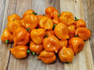 ChilesHabaneroSweetOrange#12 2024