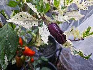 ChilesTigerAnaheimPurple#3 2025